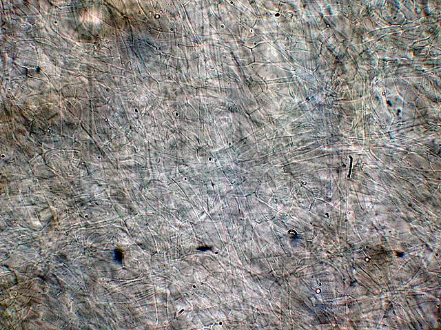 Camarophyllopsis atrovelutina  (Romagn.)  Argaud